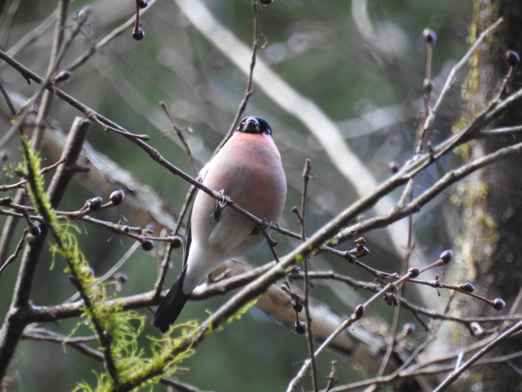 Eurasian Bullfinch