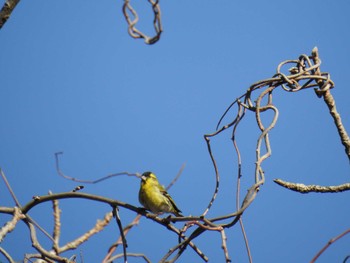 2024年3月2日(土) 早戸川林道の野鳥観察記録