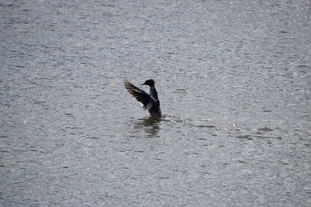 Red-breasted Merganser 庄内川 Sat, 3/2/2024