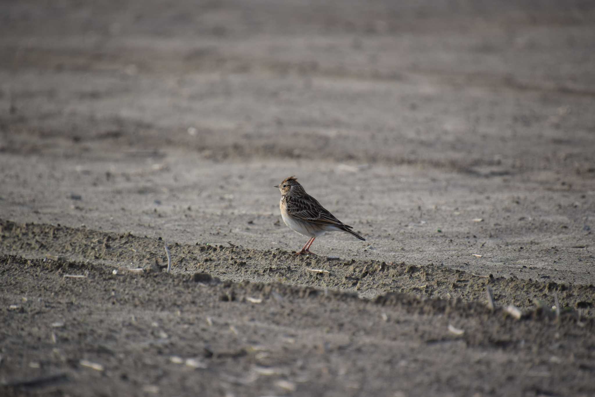 Photo of Eurasian Skylark at 庄内川 by 五穀祐奈