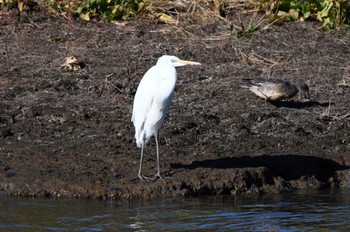 2024年1月1日(月) 古利根川(埼玉県越谷市)の野鳥観察記録