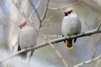 2024年3月2日(土) 秋ヶ瀬公園の野鳥観察記録