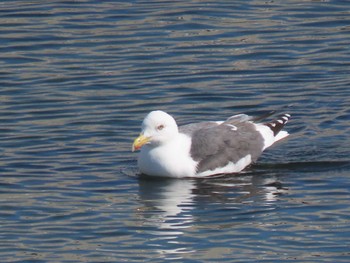 Slaty-backed Gull 志津川湾 Sat, 2/24/2024