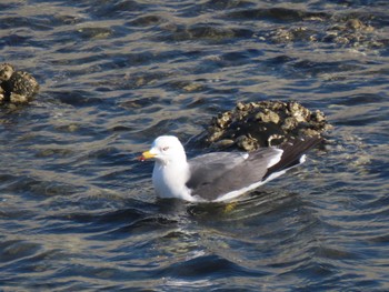 Black-tailed Gull 志津川湾 Sat, 2/24/2024