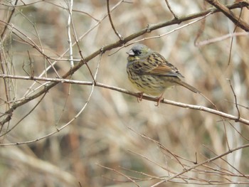 2024年3月2日(土) 早戸川林道の野鳥観察記録