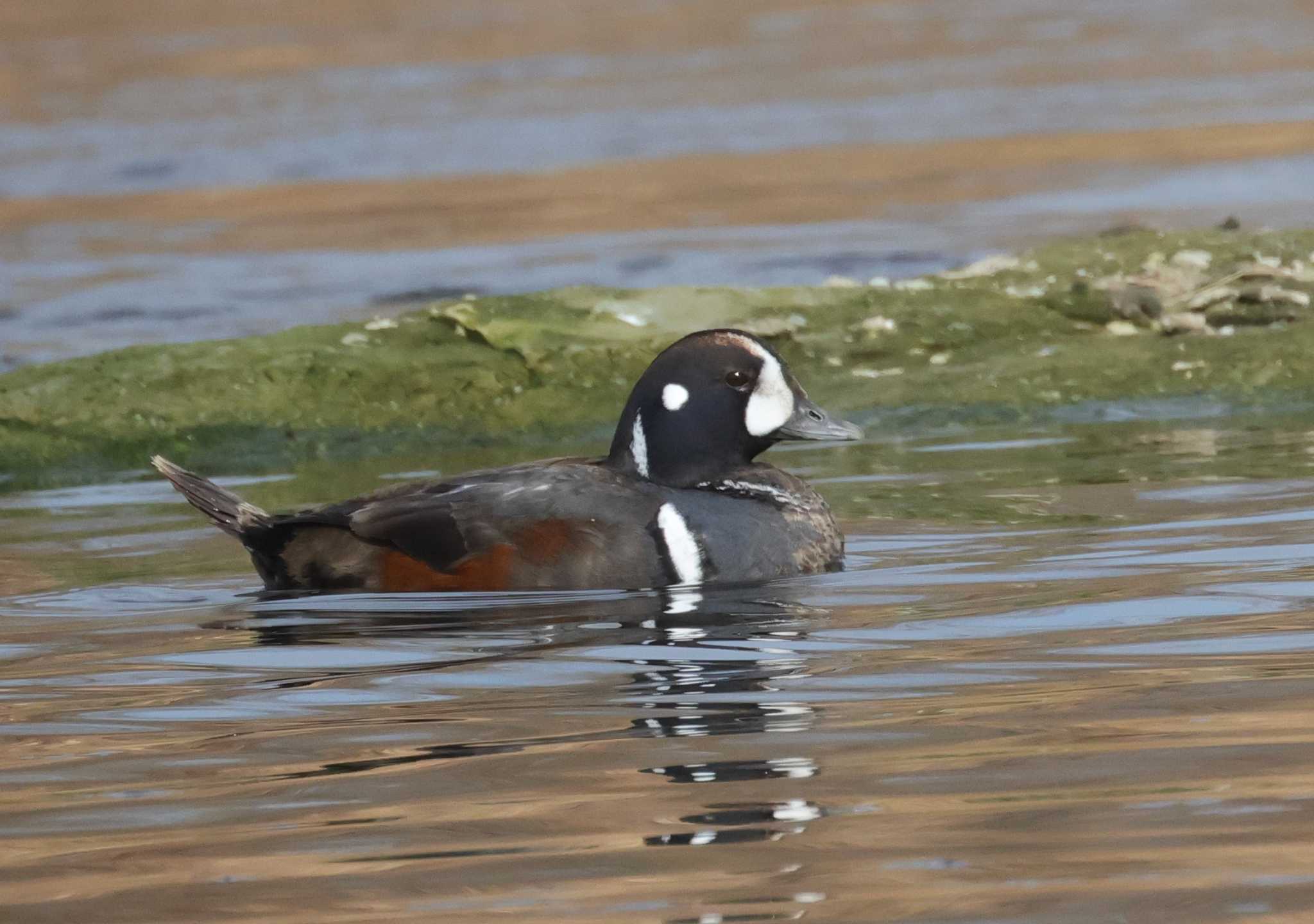 Photo of Harlequin Duck at 多摩川 by taiga