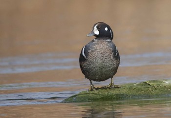 Harlequin Duck 多摩川 Tue, 2/20/2024