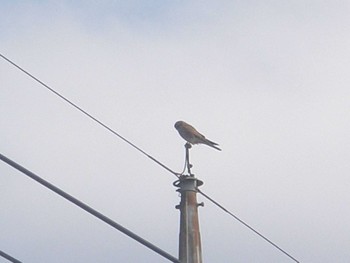 2024年3月2日(土) 矢切農耕地の野鳥観察記録