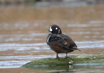 Harlequin Duck 多摩川 Tue, 2/20/2024