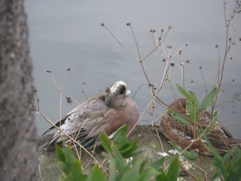 American Wigeon じゅん菜池緑地(蓴菜池緑地) Sat, 3/2/2024