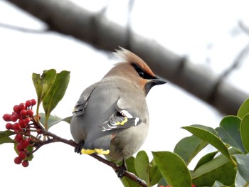 Thu, 2/29/2024 Birding report at 勅使池(豊明市)