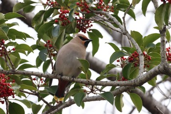 Bohemian Waxwing 勅使池(豊明市) Thu, 2/29/2024