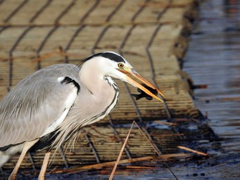 アオサギ 新横浜公園 2018年11月30日(金)