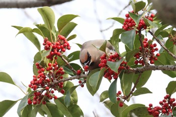 Bohemian Waxwing 勅使池(豊明市) Thu, 2/29/2024