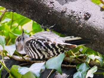 2024年3月2日(土) 東高根森林公園の野鳥観察記録