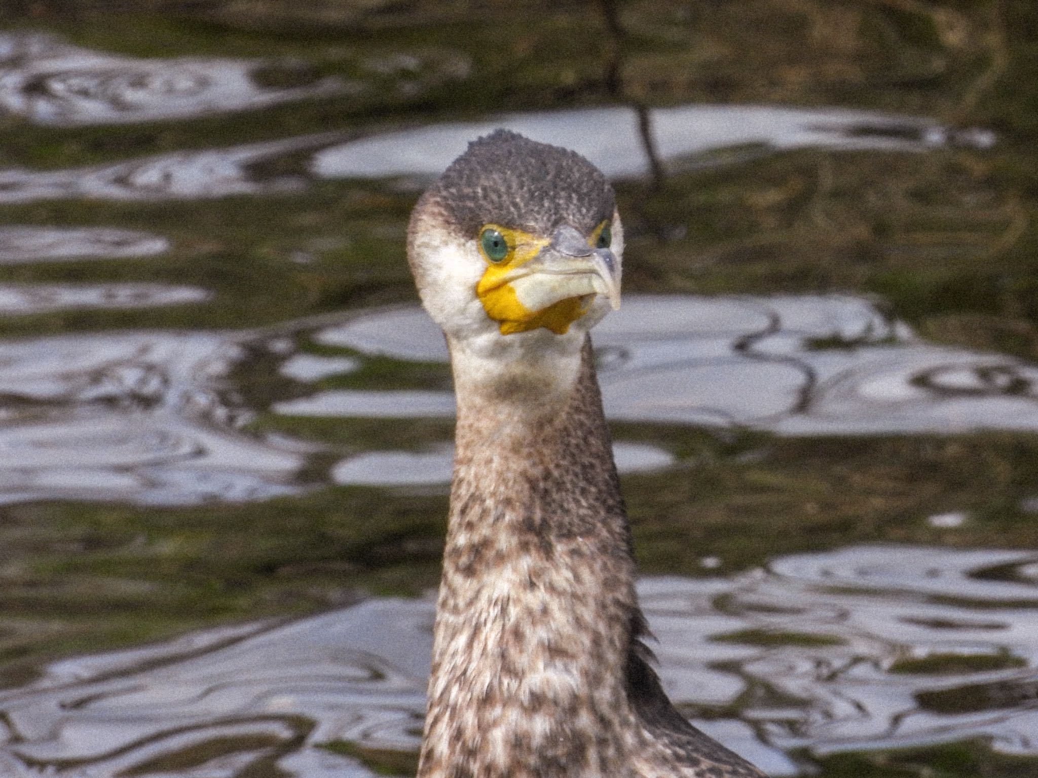 カワウ