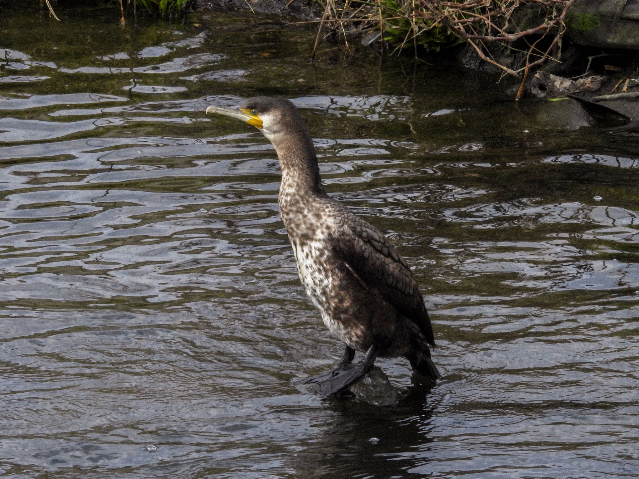 Great Cormorant