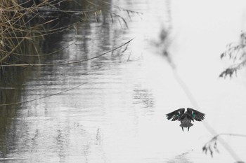 Eurasian Teal 涸沼 Tue, 2/20/2024