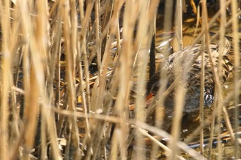 Brown-cheeked Rail 涸沼 Tue, 2/20/2024