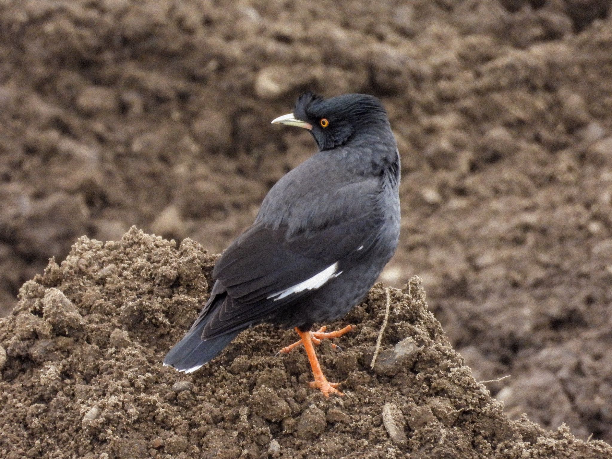 Crested Myna