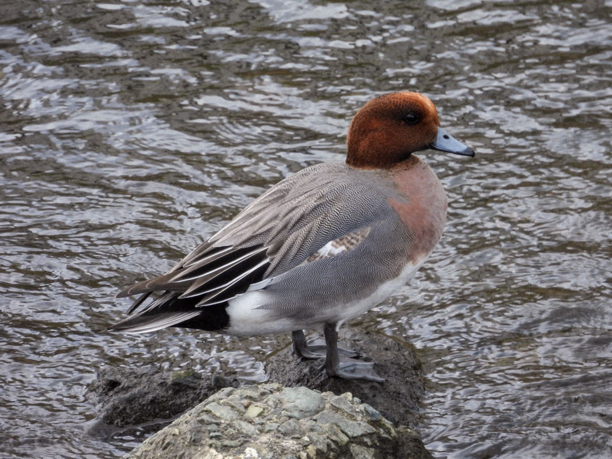 Eurasian Wigeon