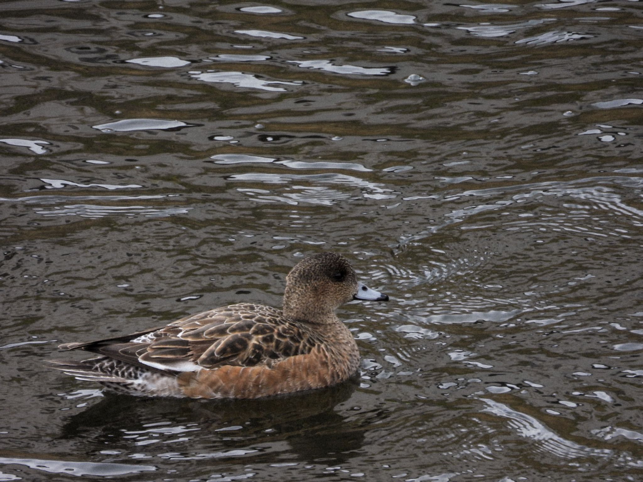 Eurasian Wigeon