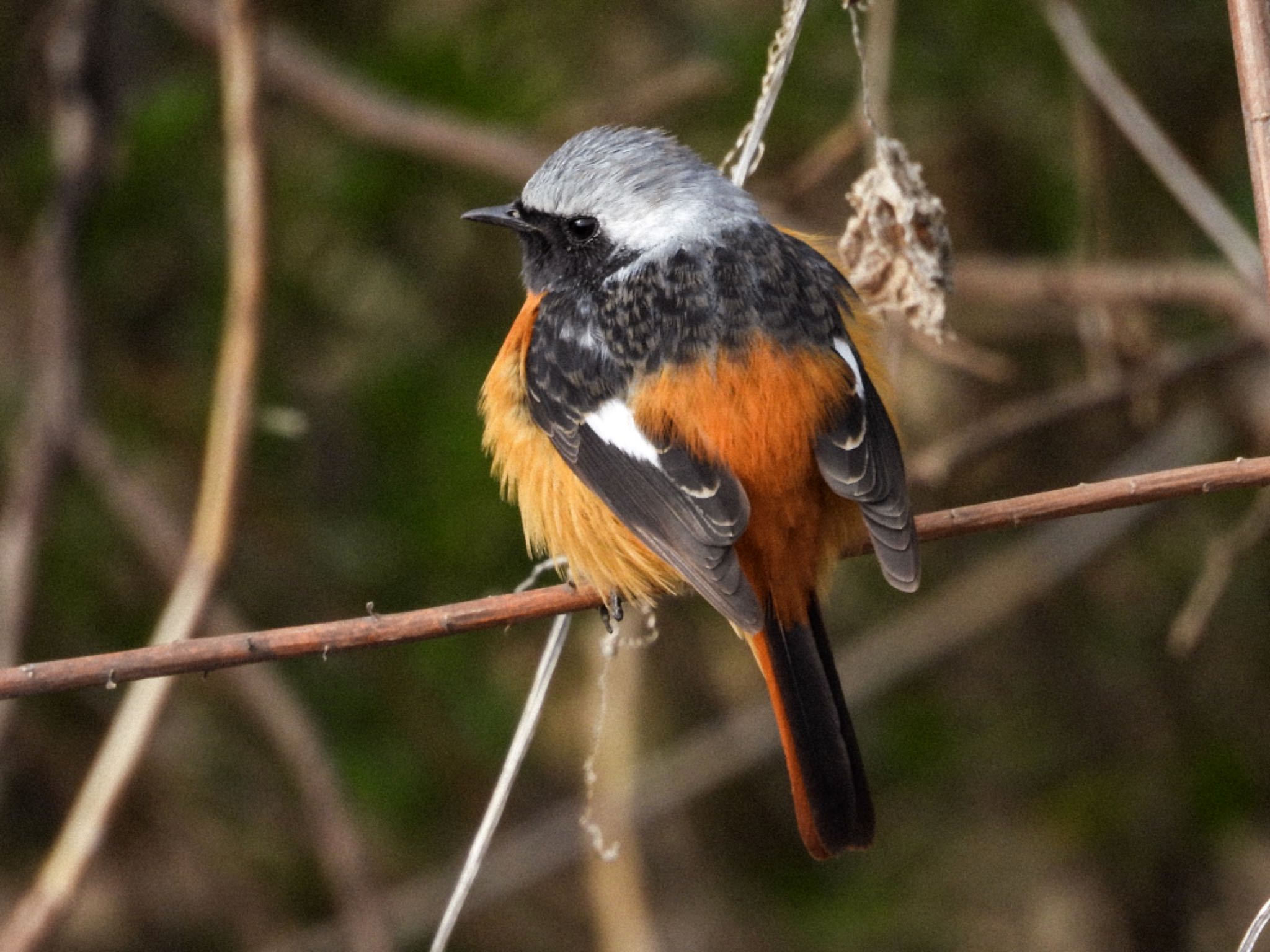 Daurian Redstart