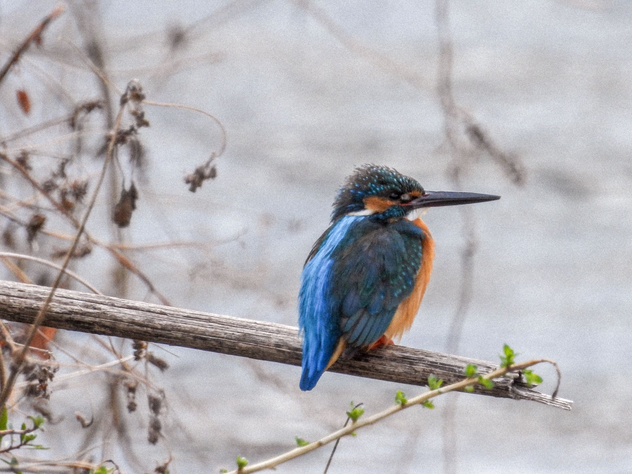 Common Kingfisher