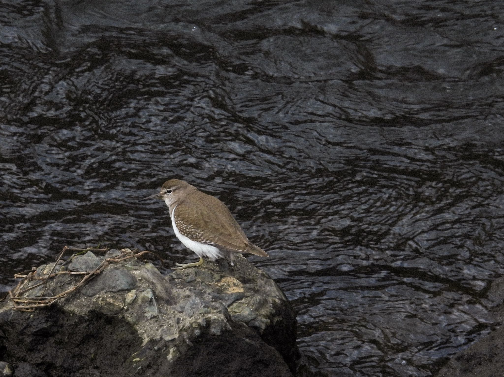 Common Sandpiper