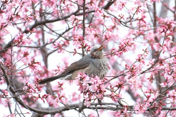 ヒヨドリ 金井公園 2024年3月2日(土)