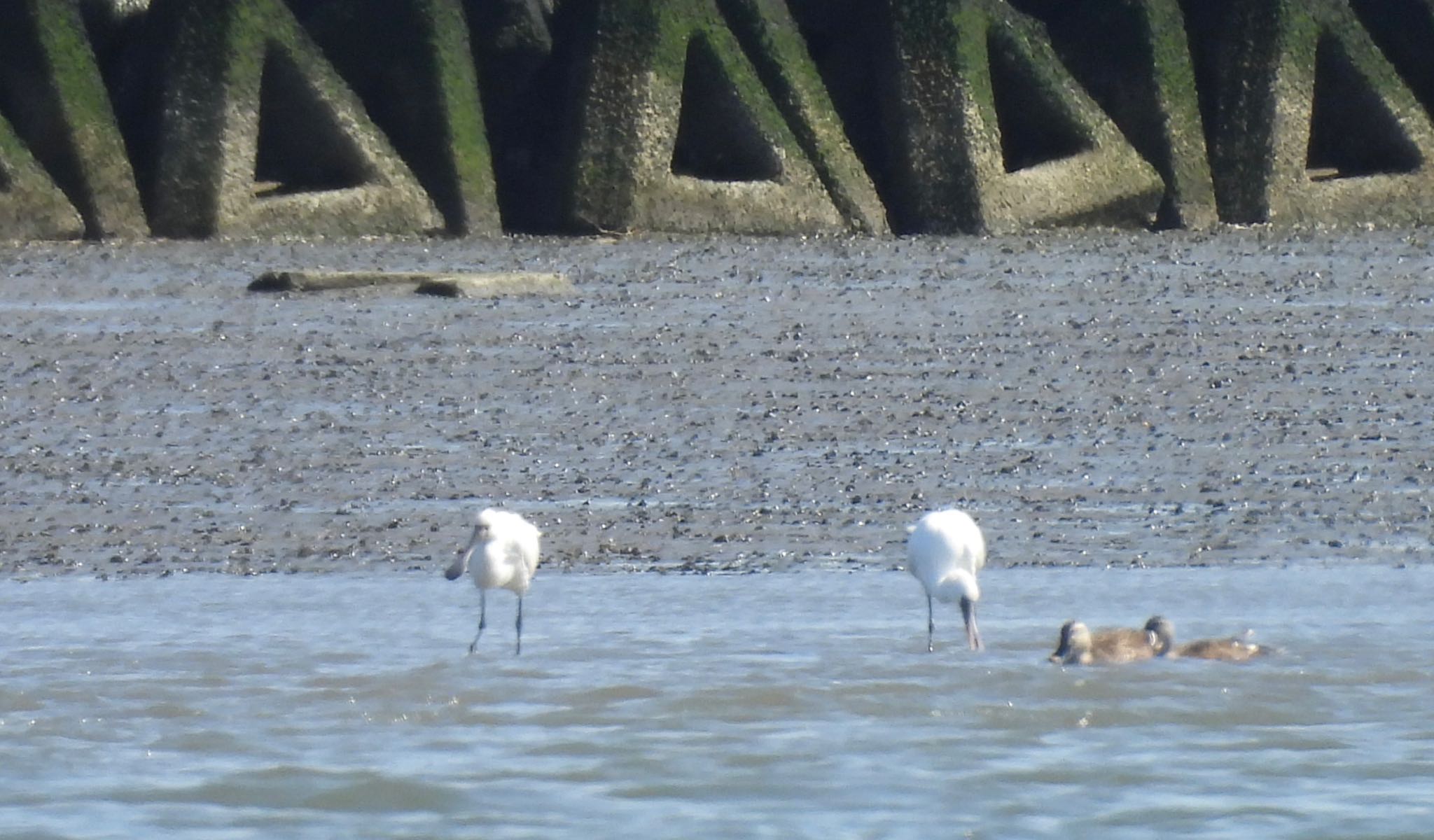 Black-faced Spoonbill