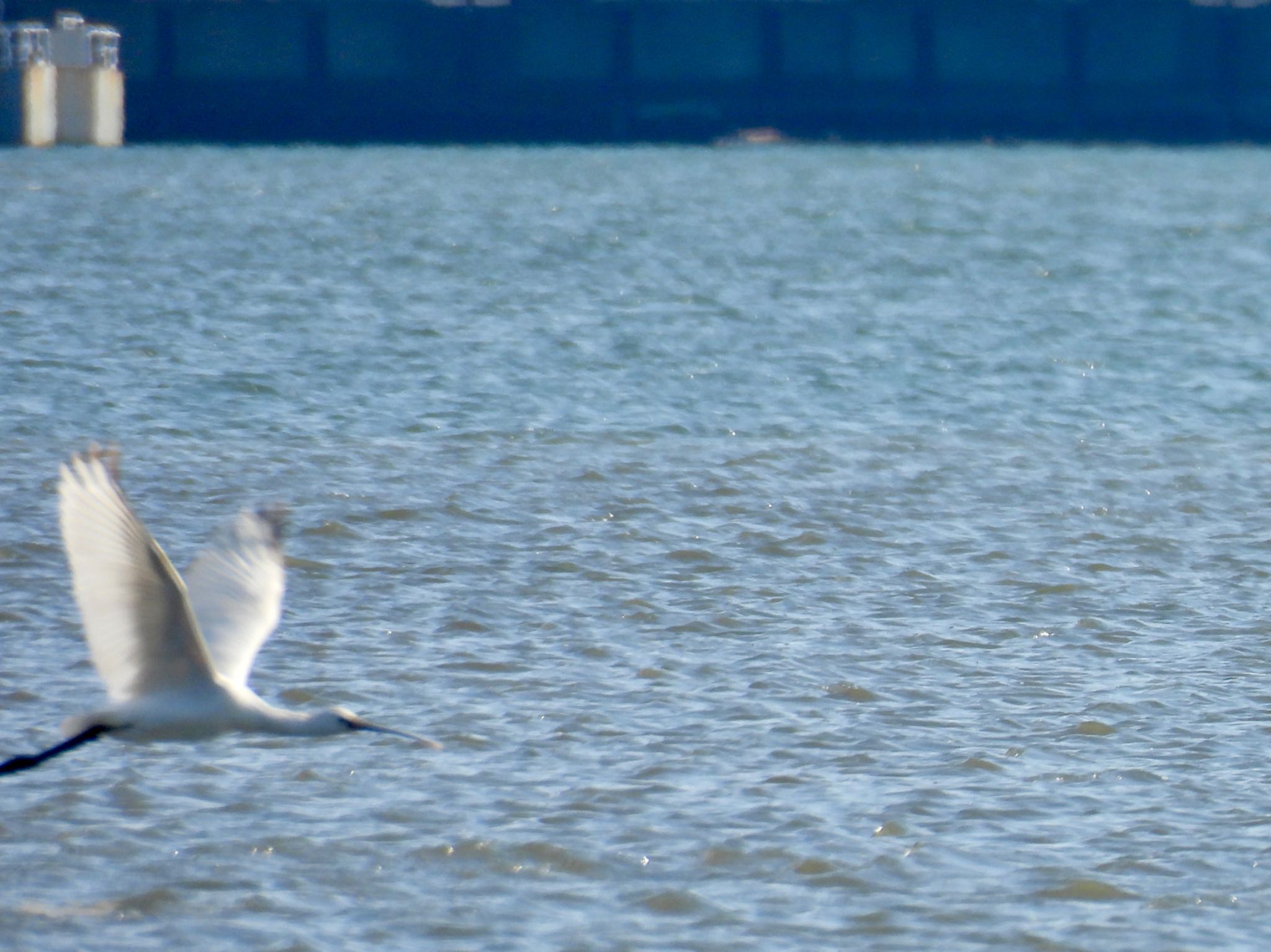 Eurasian Spoonbill