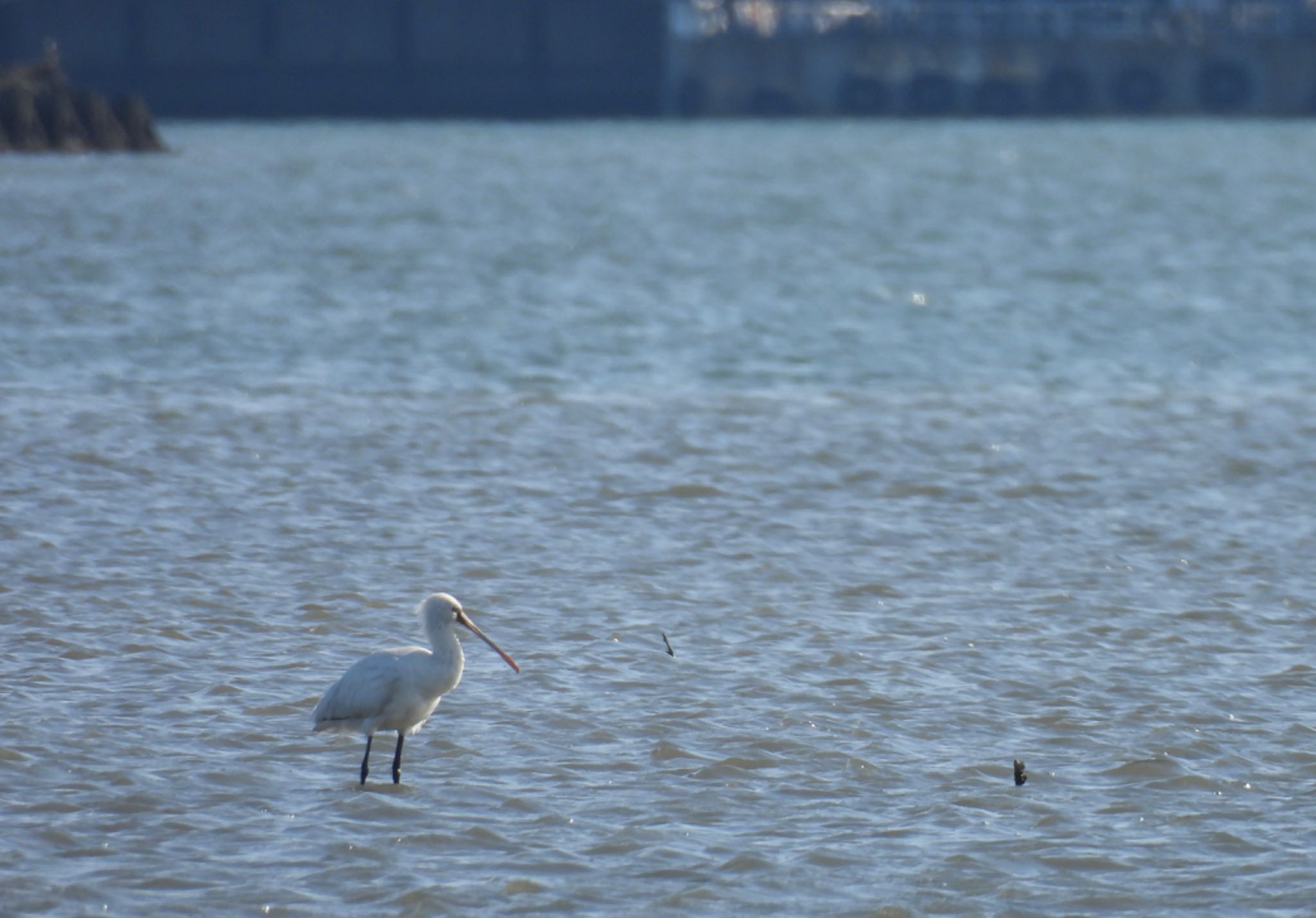 Eurasian Spoonbill