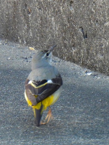 Grey Wagtail 岐南町 Sat, 3/2/2024