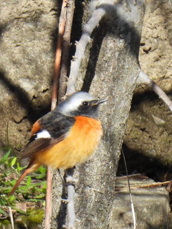 Daurian Redstart 岐南町 Sat, 3/2/2024