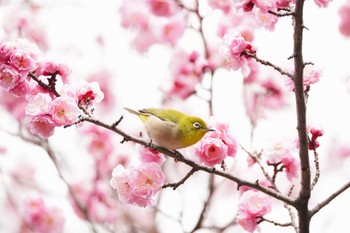 Warbling White-eye Koishikawa Botanic Garden Sat, 3/2/2024