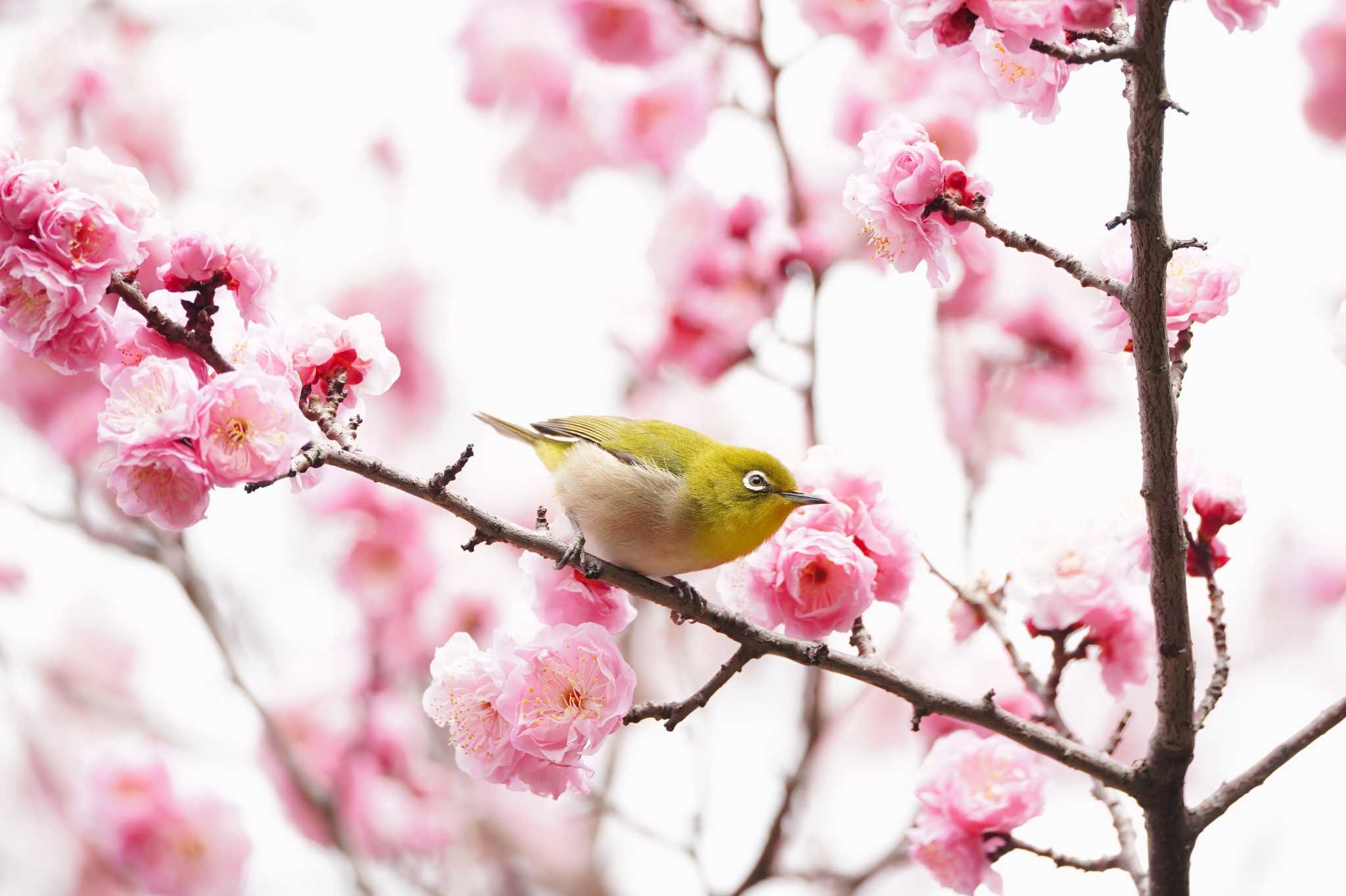 Warbling White-eye