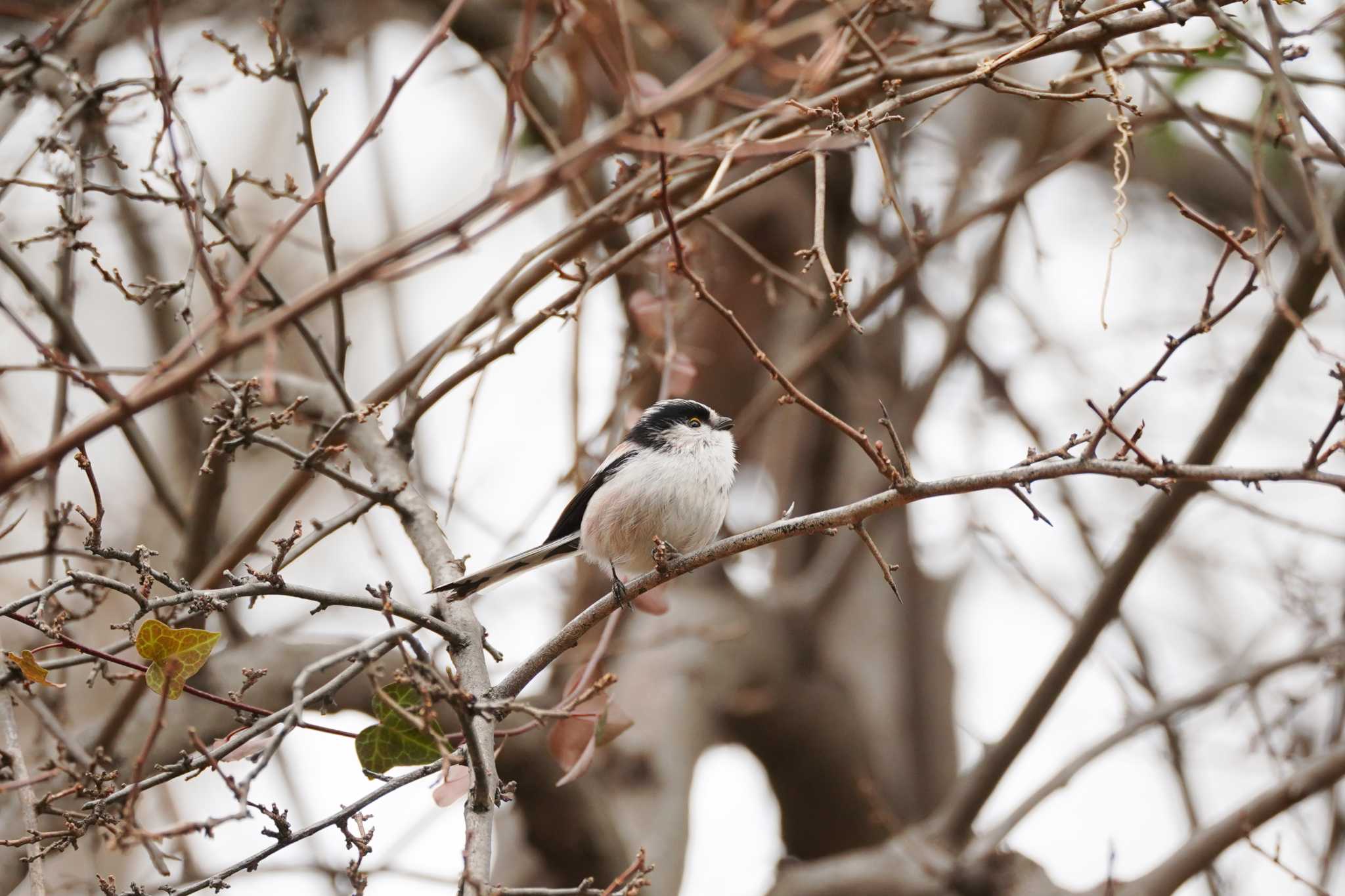 Long-tailed Tit