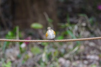 ルリビタキ 小石川植物園 2024年3月2日(土)