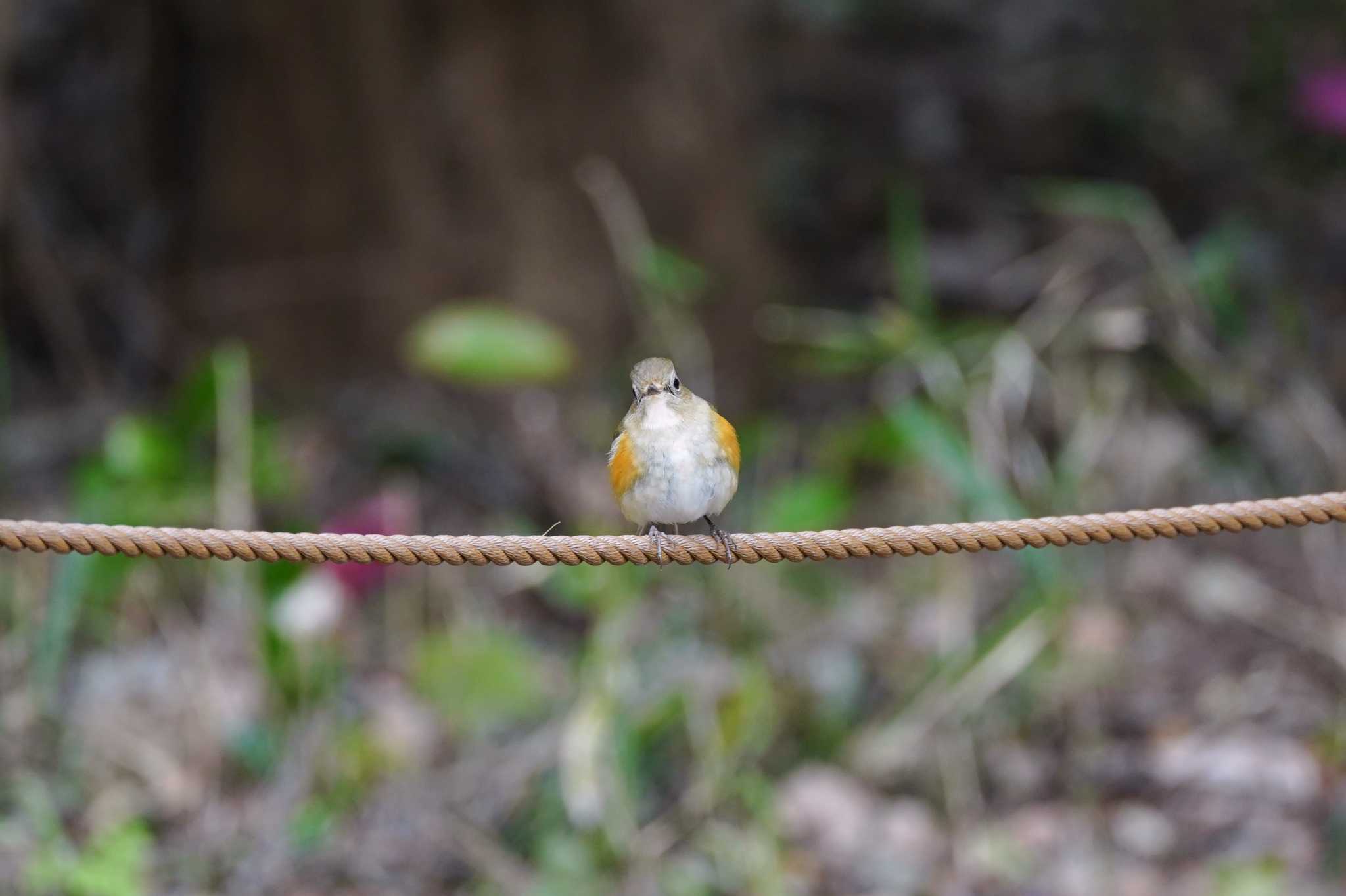 Red-flanked Bluetail