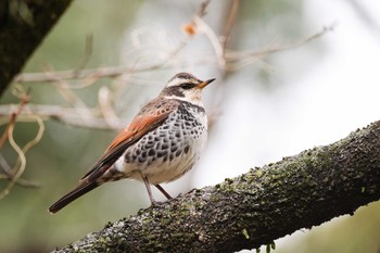 Dusky Thrush Koishikawa Botanic Garden Sat, 3/2/2024