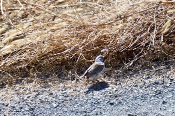 2024年2月27日(火) 利根川の野鳥観察記録