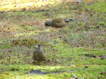 2024年2月27日(火) 大徳寺の野鳥観察記録