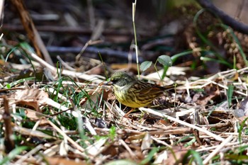 Masked Bunting Komiya Park Sat, 3/2/2024