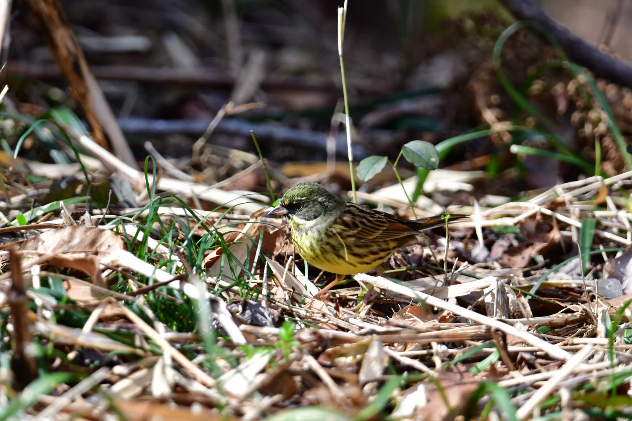 Photo of Masked Bunting at Komiya Park by seigo0814