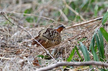 Chinese Bamboo Partridge Komiya Park Sat, 3/2/2024