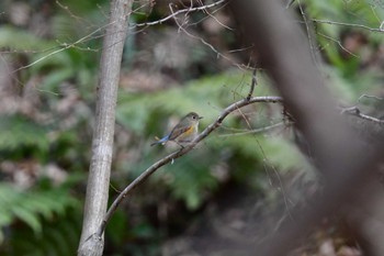 Red-flanked Bluetail Komiya Park Sat, 3/2/2024