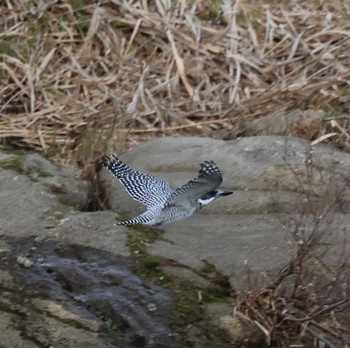 Crested Kingfisher 福岡県内 Sat, 3/2/2024