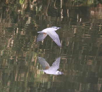 ヤマセミ 福岡県内 2024年3月2日(土)