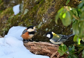 Varied Tit 西湖野鳥の森公園 Sat, 3/2/2024